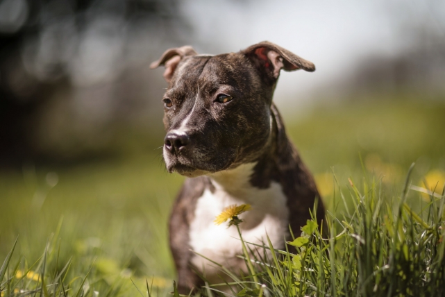 A dog photograph taken by Jonathan Addie, an Aberdeen based pet photographer.