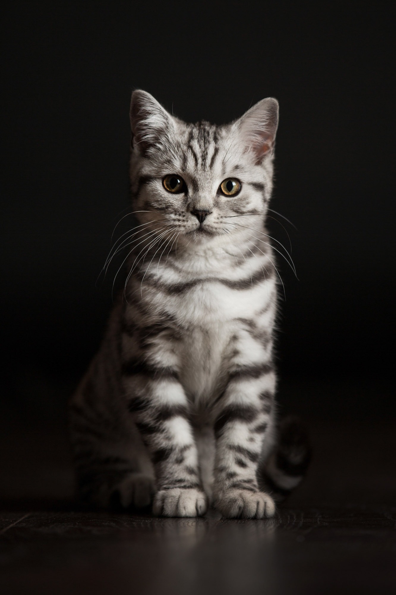 A cat photograph taken by Jonathan Addie, an Aberdeen based pet photographer.
